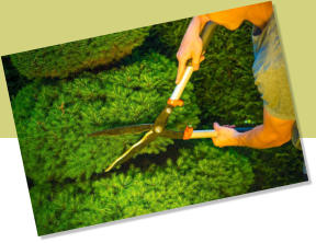 Commercial hedge trimming and bush trimming are services that improve customer impressions of your business.